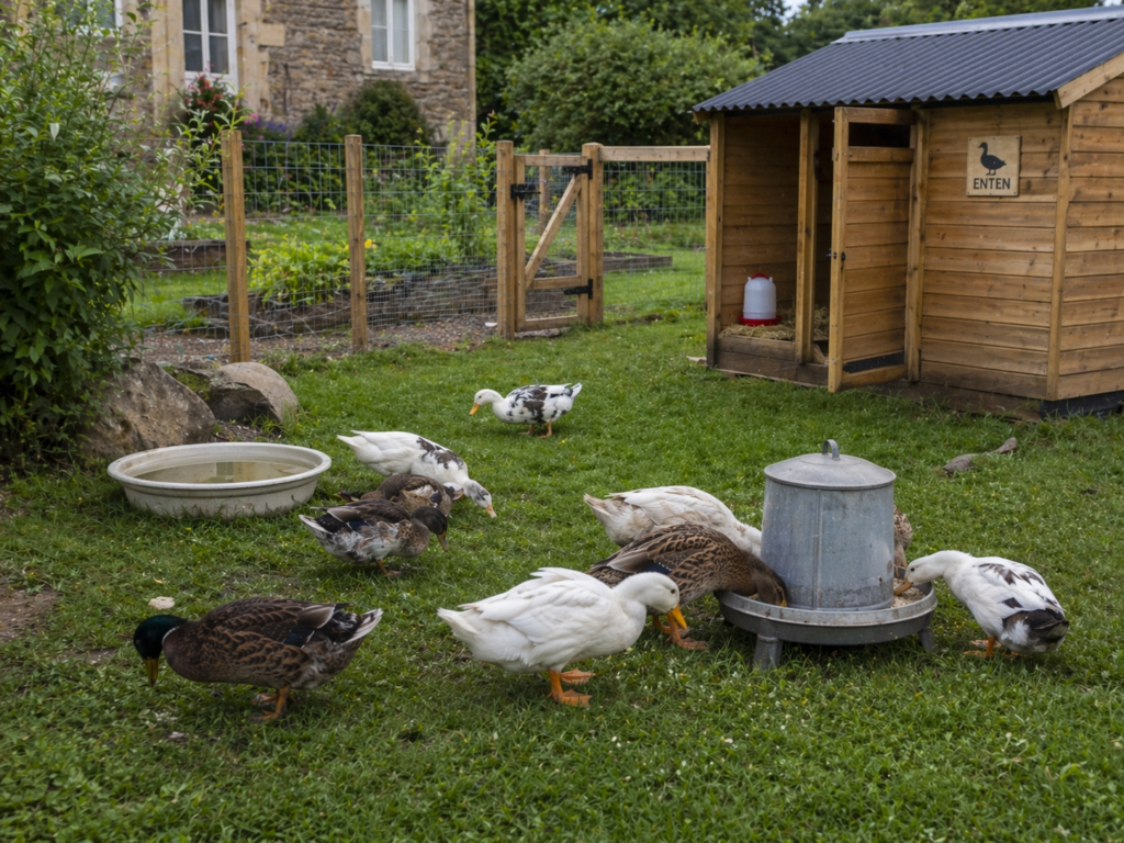 Ducks foraging on grass and eating from a feeder
