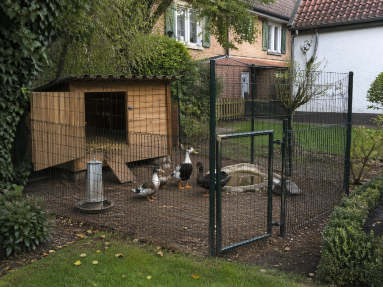 Duck Housing: How to Create a Safe, Dry, and Comfortable Home A safe dry backyard duck house with bedding and fenced outdoor run