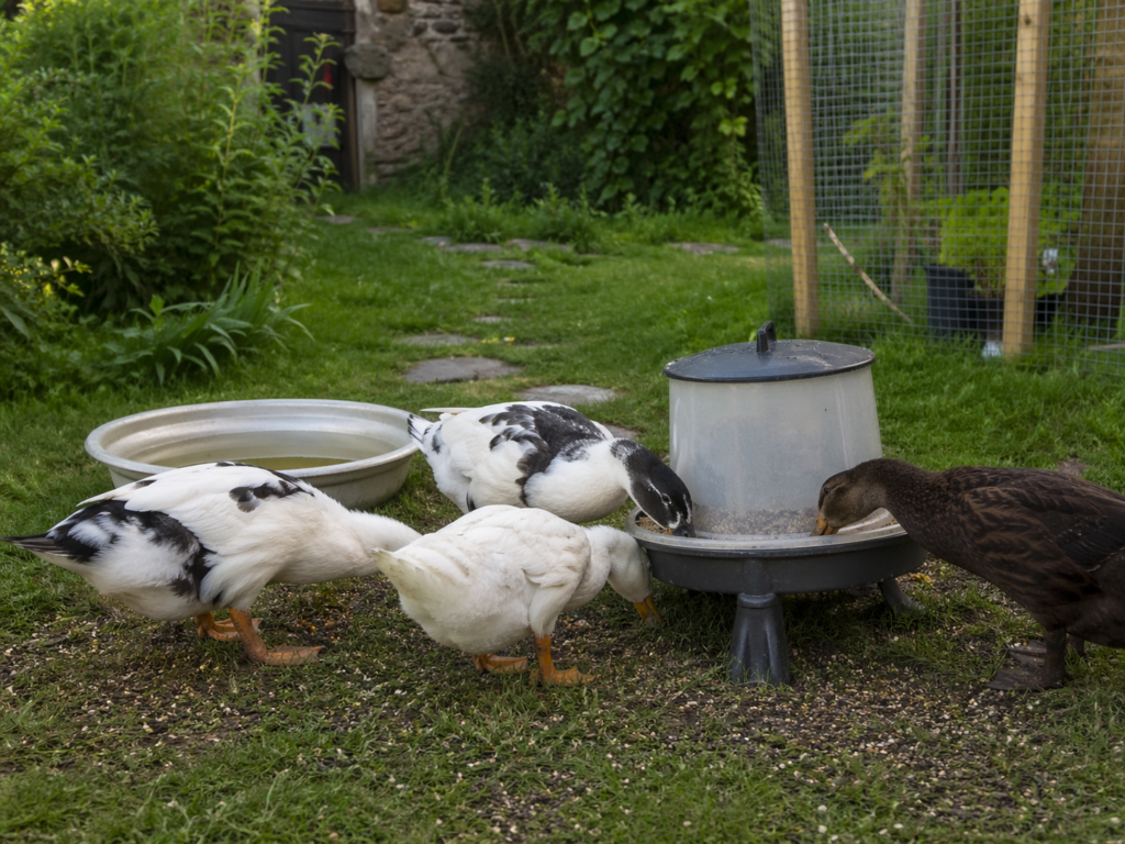 Domestic ducks eating from a practical feeder with clean water nearby